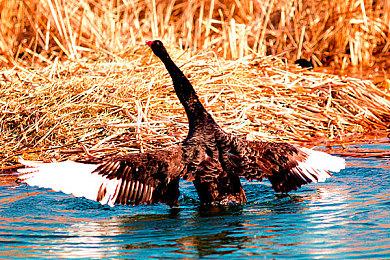 Capcom：下一届“卡普空杯”冠军100万美元