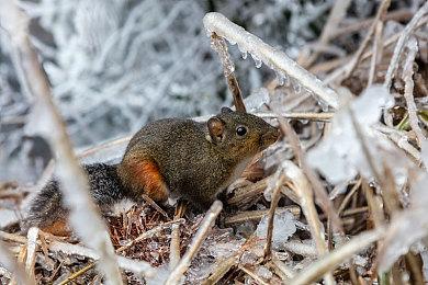 《黑道圣徒：重启版》Epic开启预购 209元支持中文